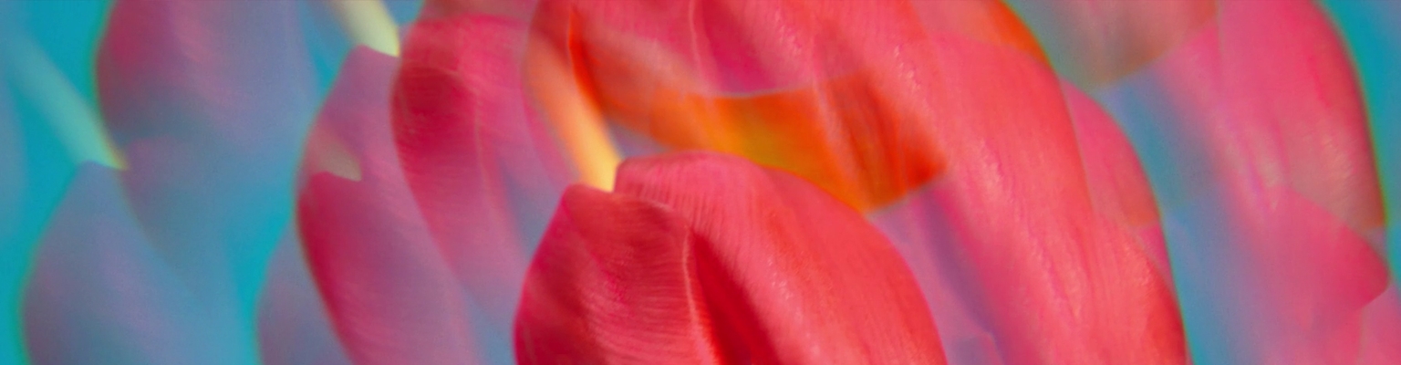Los Perfumes para ella