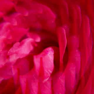 Gingembre Rouge Agua Perfumada Bienestar