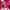 Rose Agua Perfumada Bienestar