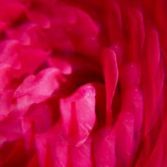 Gingembre Rouge Crema de Manos Bienestar