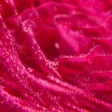 Rose Agua Perfumada Bienestar