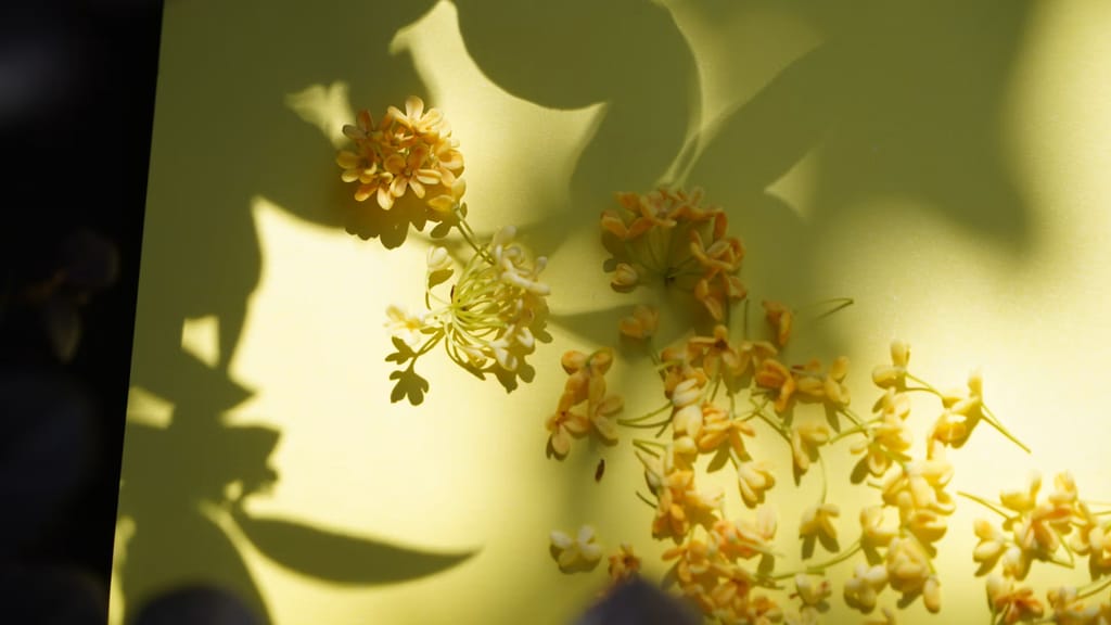 Osmanthus: la flor secreta que huele a albaricoque en la perfumería